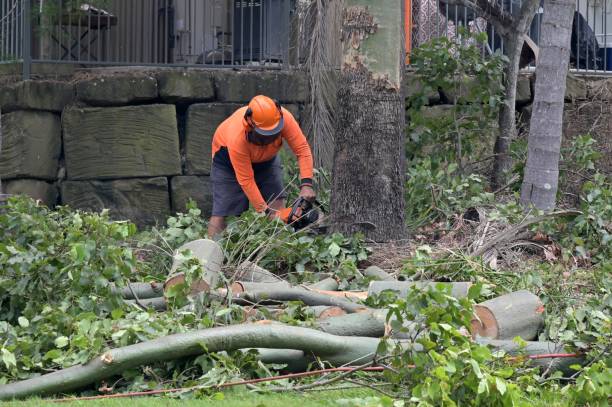 Reliable Aberdeen, WA Tree Removal Solutions